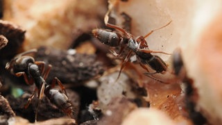 Brachyponera chinensis, die asiatische Nadelameise