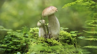 Steinpilz wächst in einer grünen Waldumgebung, umgeben von leuchtendem grünem Moos